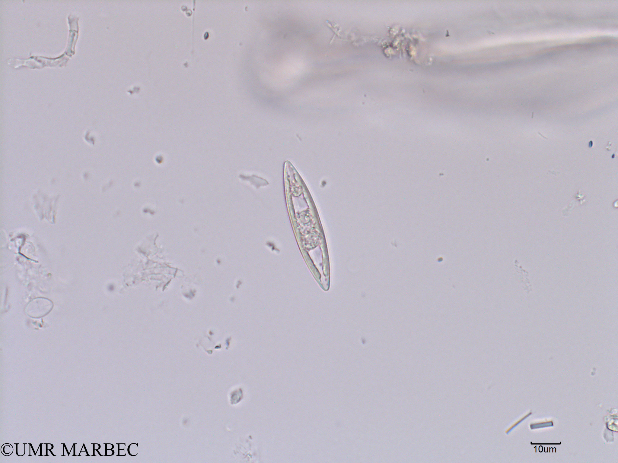 phyto/Scattered_Islands/iles_glorieuses/SIREME May 2016/Navicula sp2 (old Pennée spp 5-10x50-100µm -SIREME-Glorieuses2016-GLO5surf-191016-Pennée spp 5-10x50-100µm-10 -8)(copy).jpg